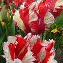 Tulipa perroquet 'Estella Rynveld'